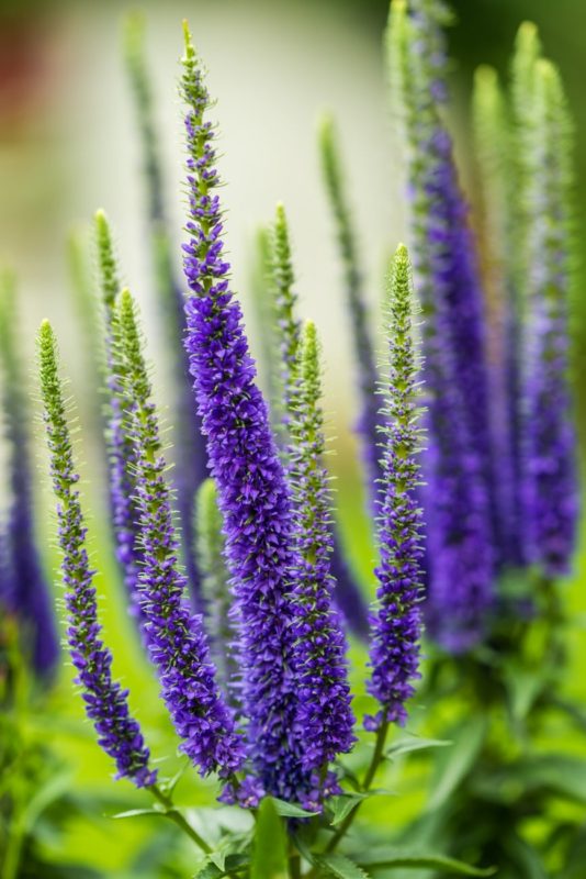 Royal Candles Veronica 'Glory' Flower