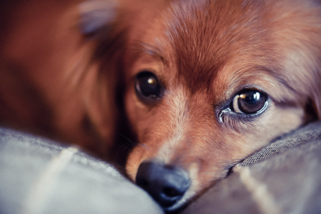 beautiful dog relaxing