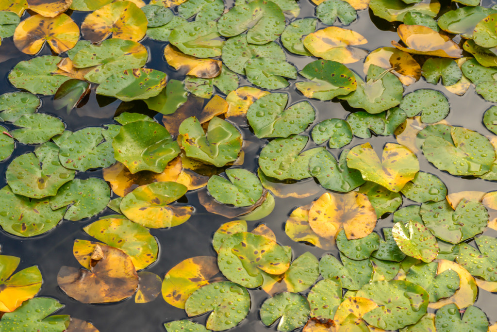 water lilies leaves floating