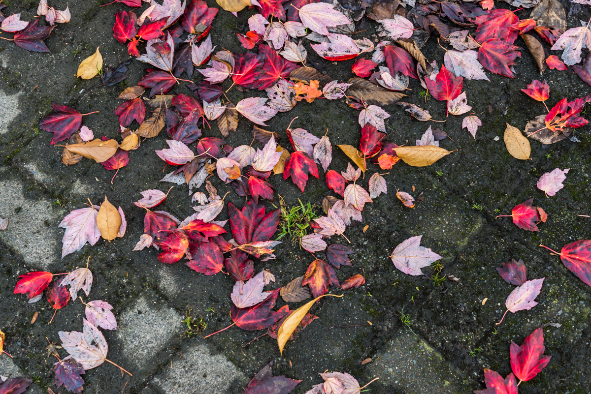 red, orange leaves on the ground