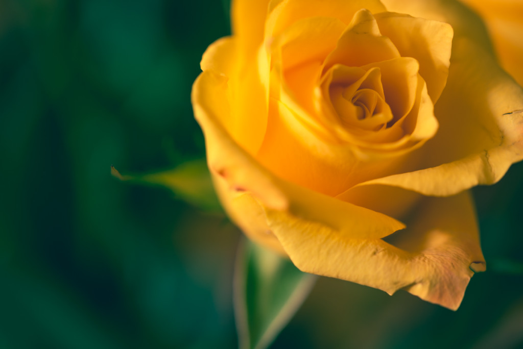 Close-up of a vibrant yellow rose with soft, blurred green background, symbolizing friendship and joy.