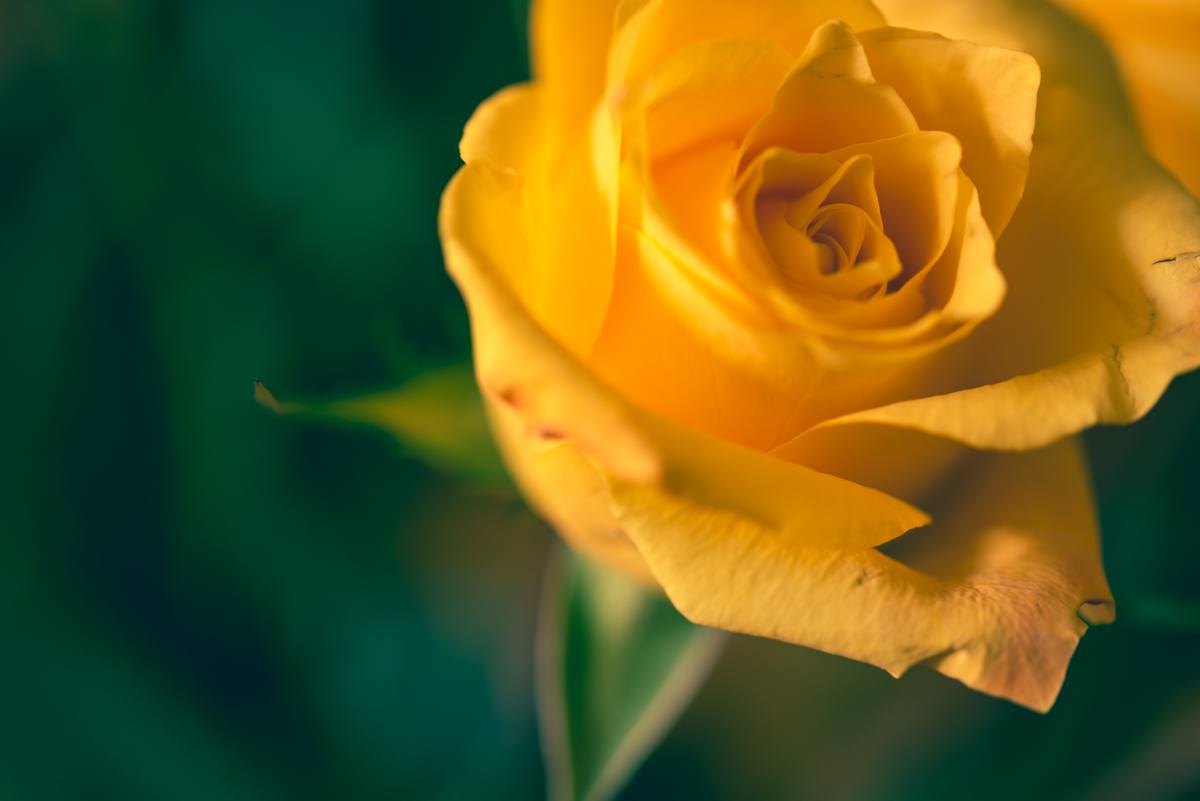picture of a yellow rose