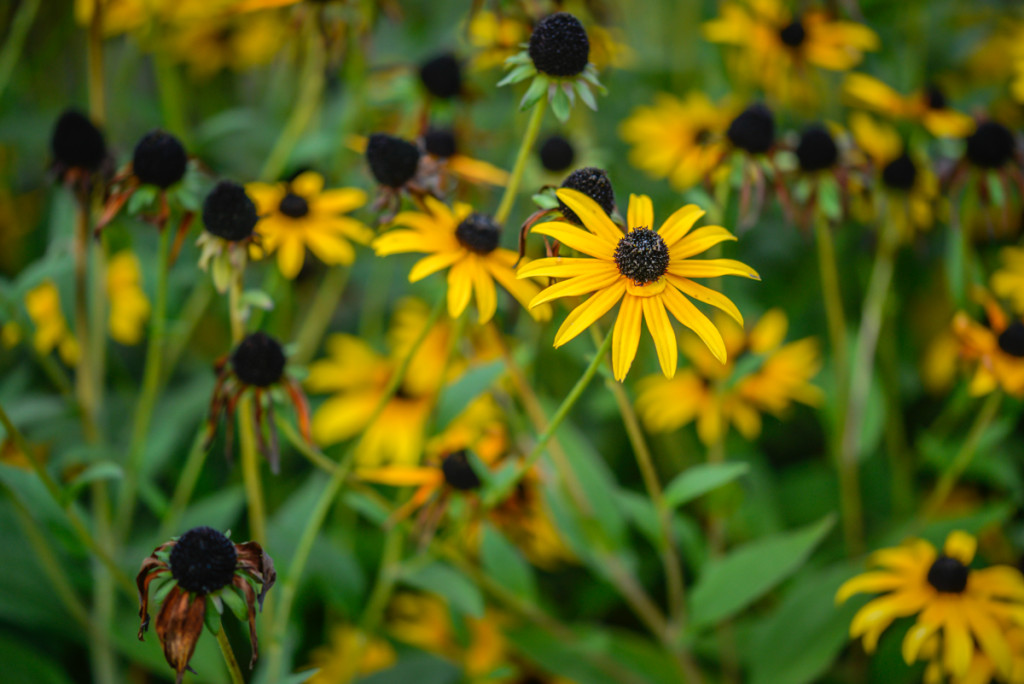 Black-eyed Susan Flower.