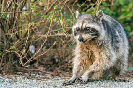 Picture of a very friendly raccoon