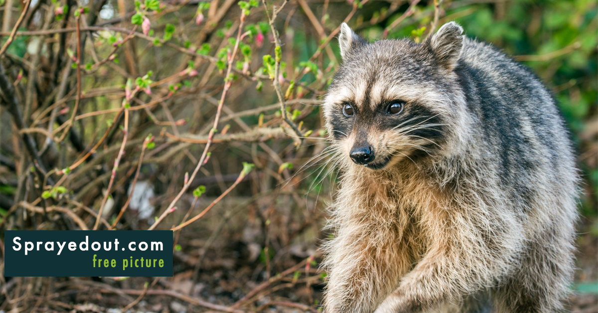 Free Picture for Blog: Friendly Raccoon from Prospect Point