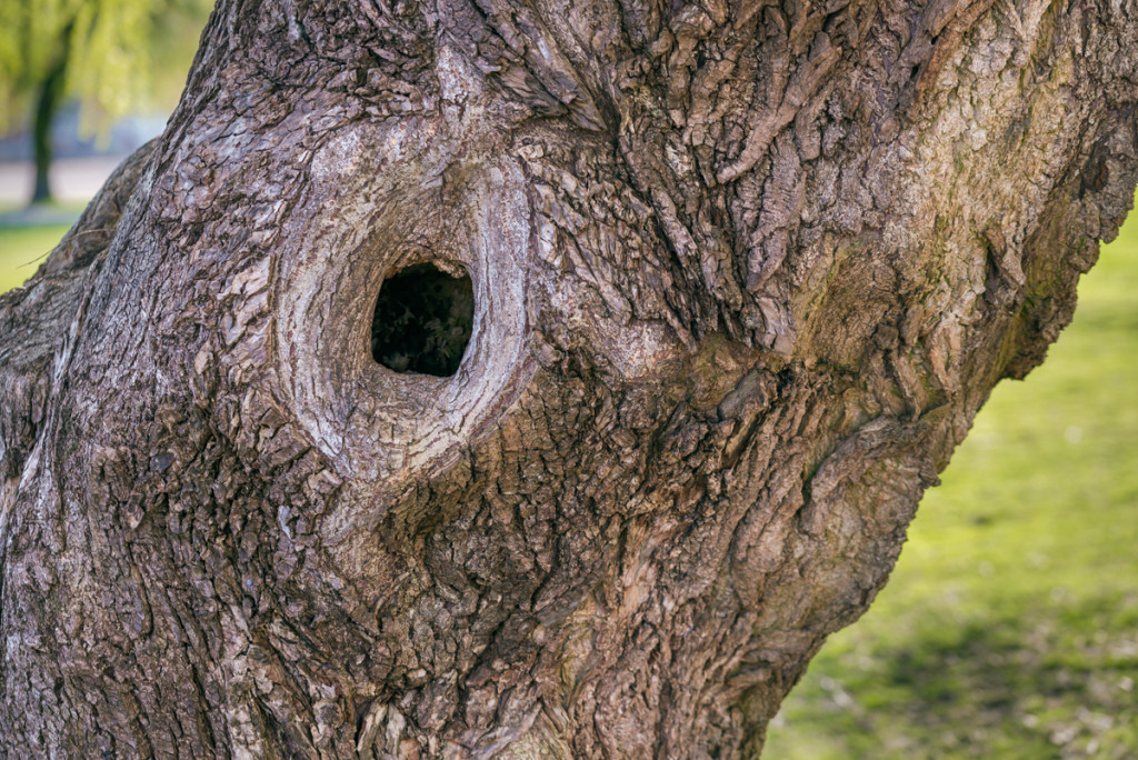 Picture of a beautiful tree from Trout Lake