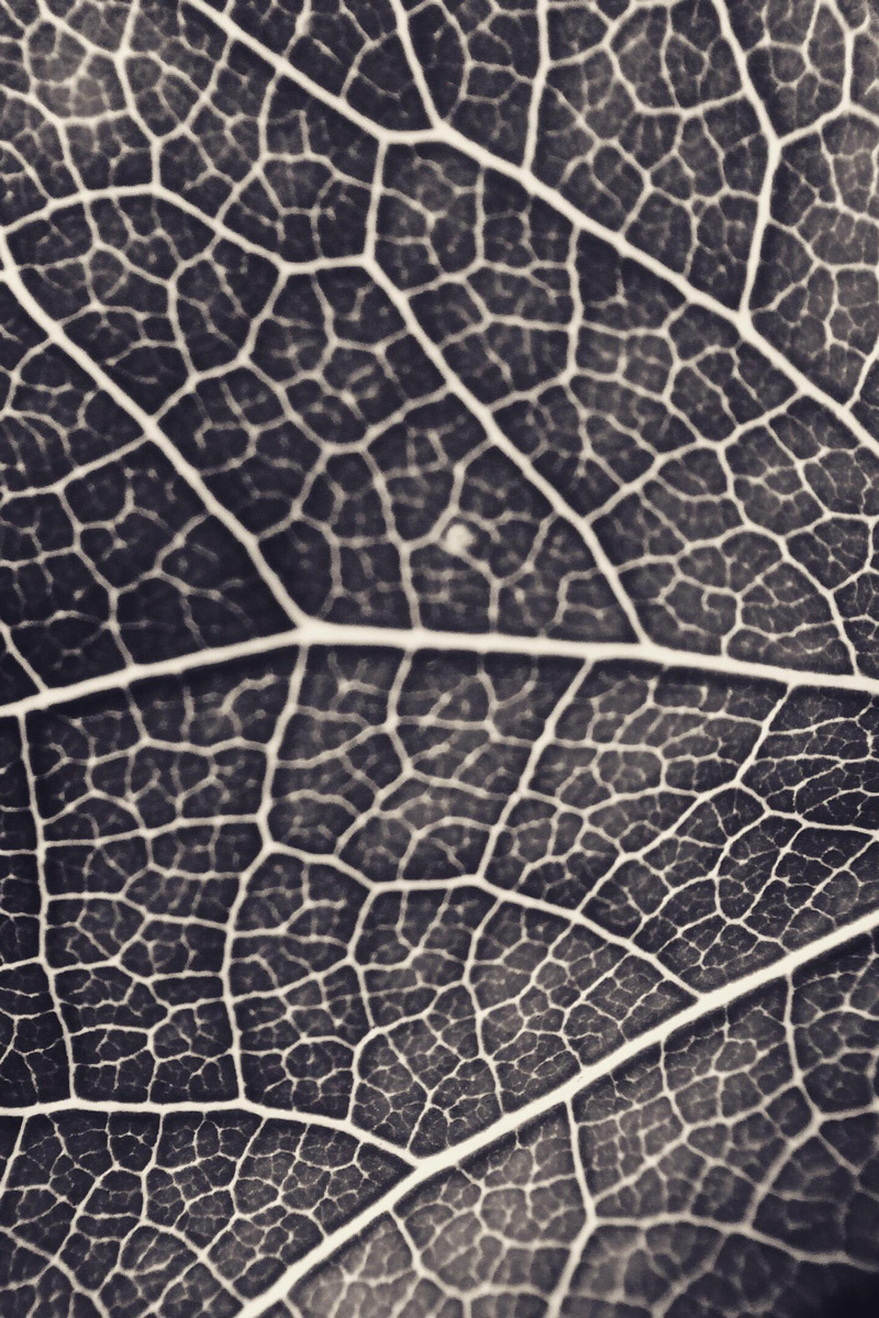 macro of a leaf