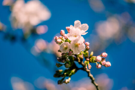 Beautiful Cherry Blossom Blooming