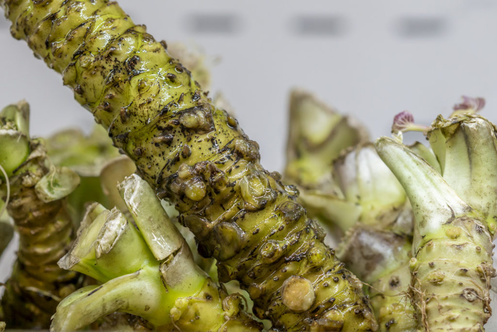 Fresh Wasabi Root : Free Picture