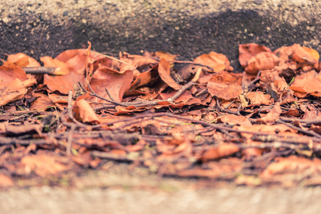 Orange Leaves on the Street in Fall/Autumn
