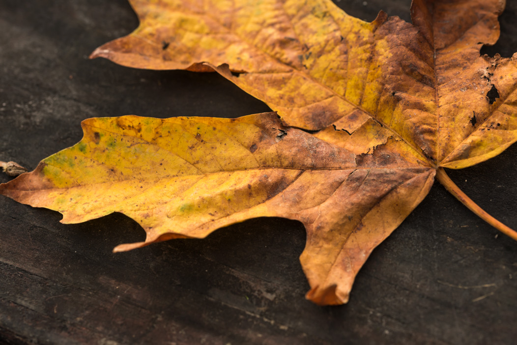 Dry Maple Leaf on Dark Background