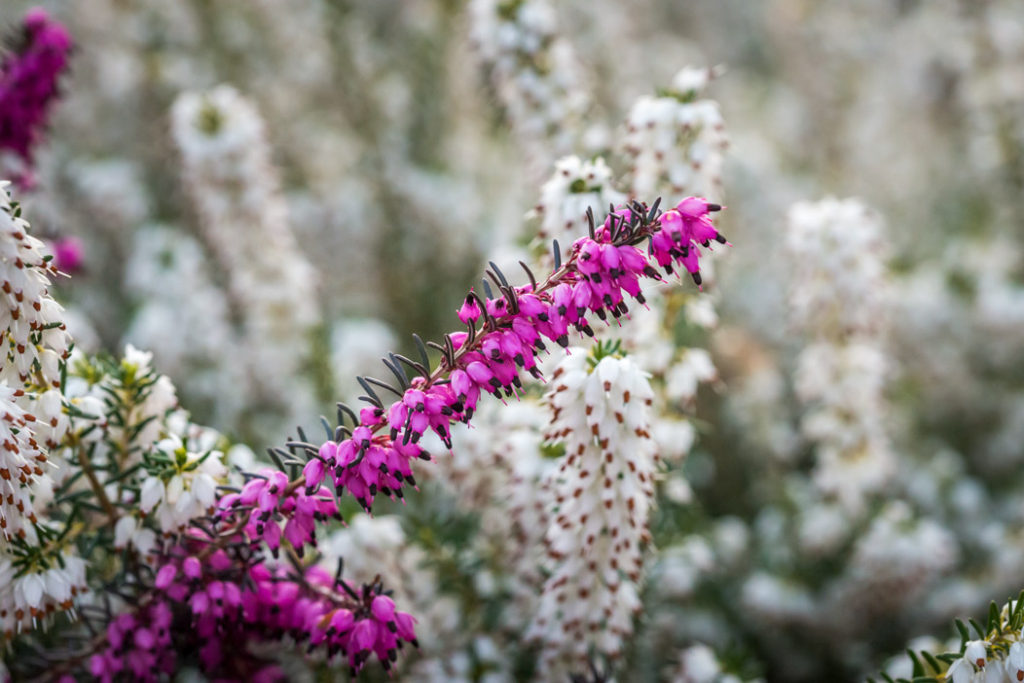 Erica Darleyensis 'Kramer's Red' - Winter Heathers