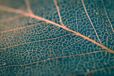 Decomposed Leaf : Picture for Your Blog