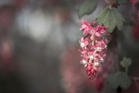 Ribes Sanguineum, free picture to download for your blog.