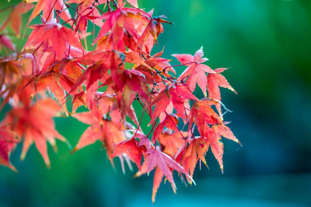 Red Leaves of Maple Leaf Tree in Autumn