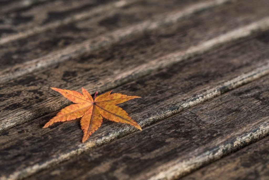 Small Maple Tree Leaf in Autumn. Free Picture for Bloggers or Article Writers.