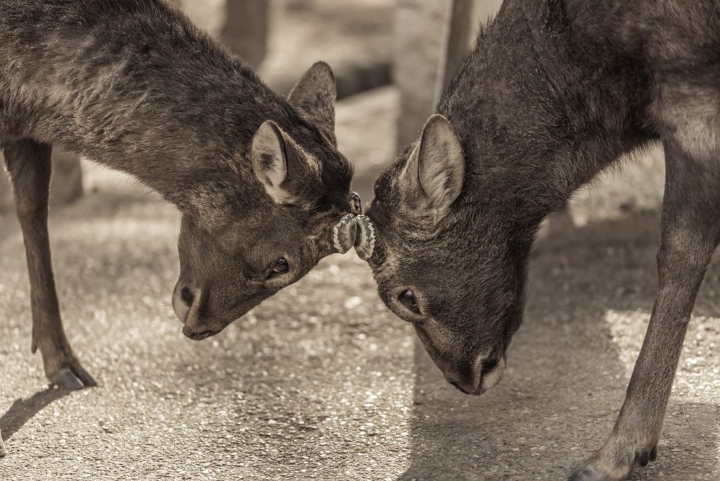 Silka Deer Bucks Facing Each Other in Nara, Japan. Free picture for Your Blog or Web Article.