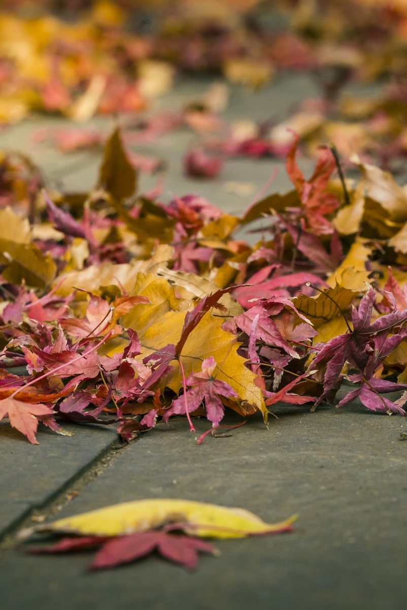 Colorful Autumn Fallen Leaves: Free picture for blogs