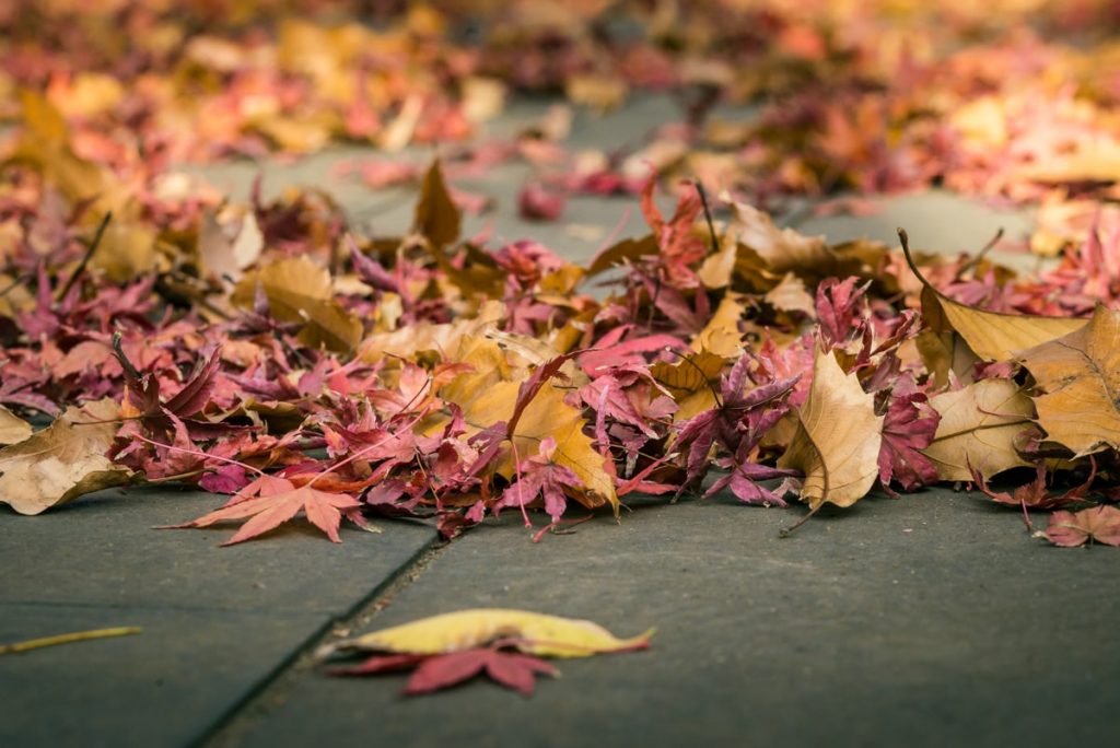 Colorful Autumn Fallen Leaves: Free picture for blogs