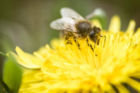 Honey Bee & Dandelion Flower : Free Picture for Blogs