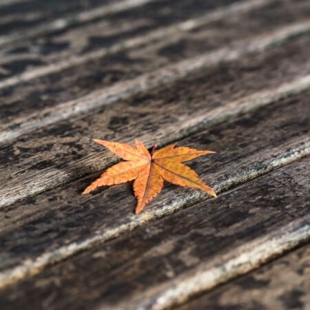 Small orange maple leaf