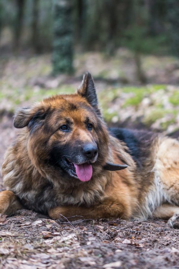 German Shepherd Dog Free Picture For Your Blog