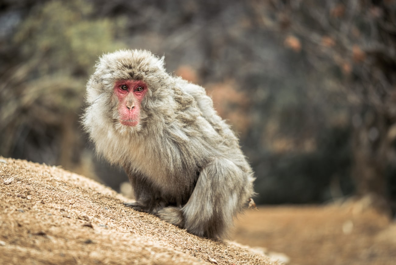 Japanese Macaque, Snow Monkey in Arashiyama (Iwatayama Monkey Park) near Kyoto. Free picture for bloggers.