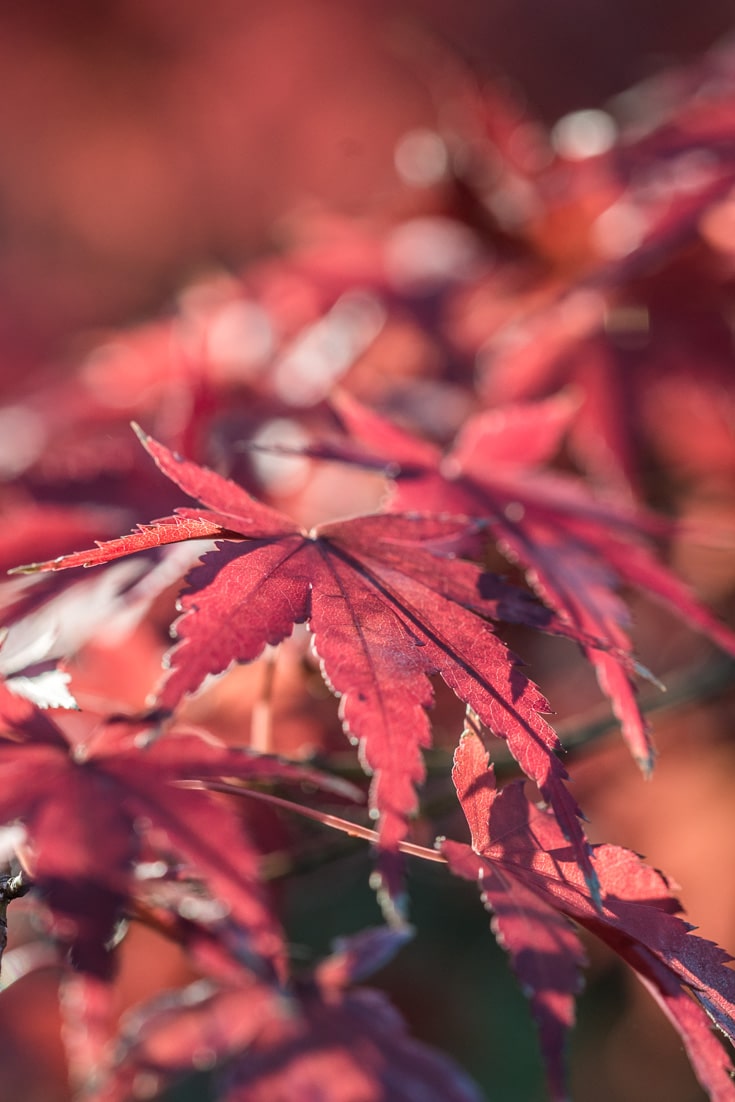 Japanese Maple Tree in Autumn: Red Leaves. Free picture for your blog.