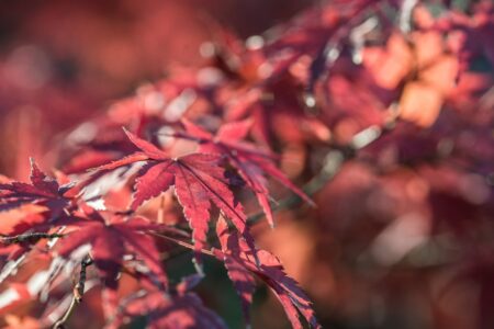 A closeup picture of a Japanese Maple tree in Autumn and its red leaves. Free picture for bloggers.