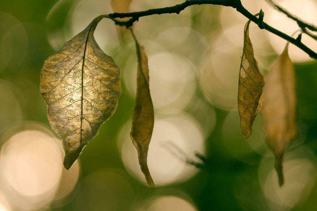Brown, dry dead leaves in Autumn hanging from the tree. Closeup picture of a leaf texture with water drops.