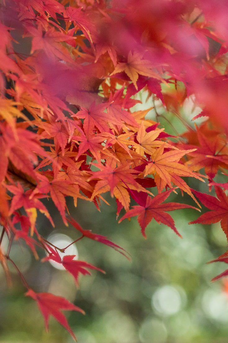 Orange, Yellow & Red Leaves of a Japanese Maple Tree during fall in Tokyo, Japan.