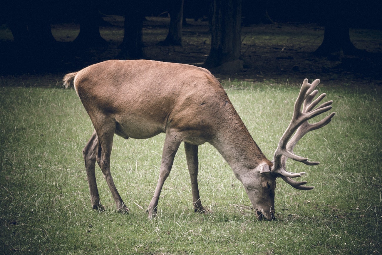 Male Red Deer in Bialowieza National Park, Poland.