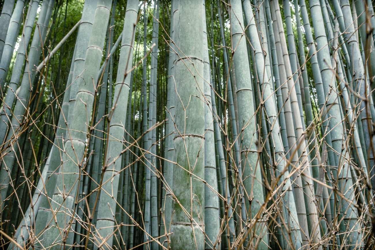 Bamboo forest seen up-close.
