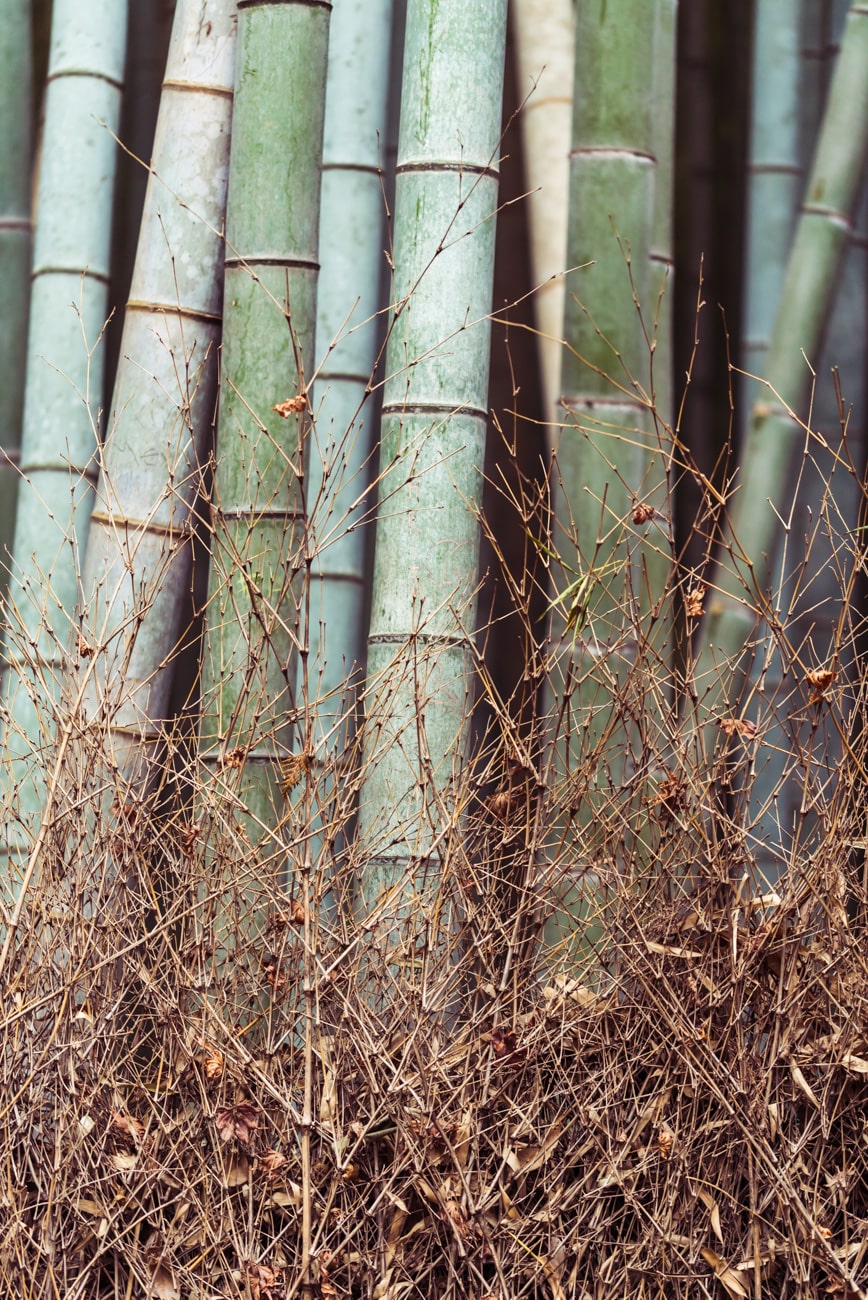 Bamboos in Arashiyama, Japan