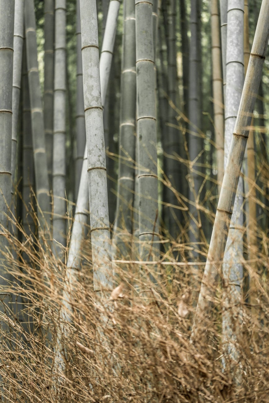 Bamboos in Arashiyama Near Kyoto Closer Look.