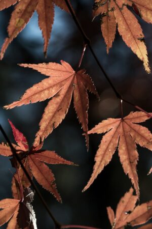 Red & Brown Leaves of a Japanese Maple Tree in Autumn.