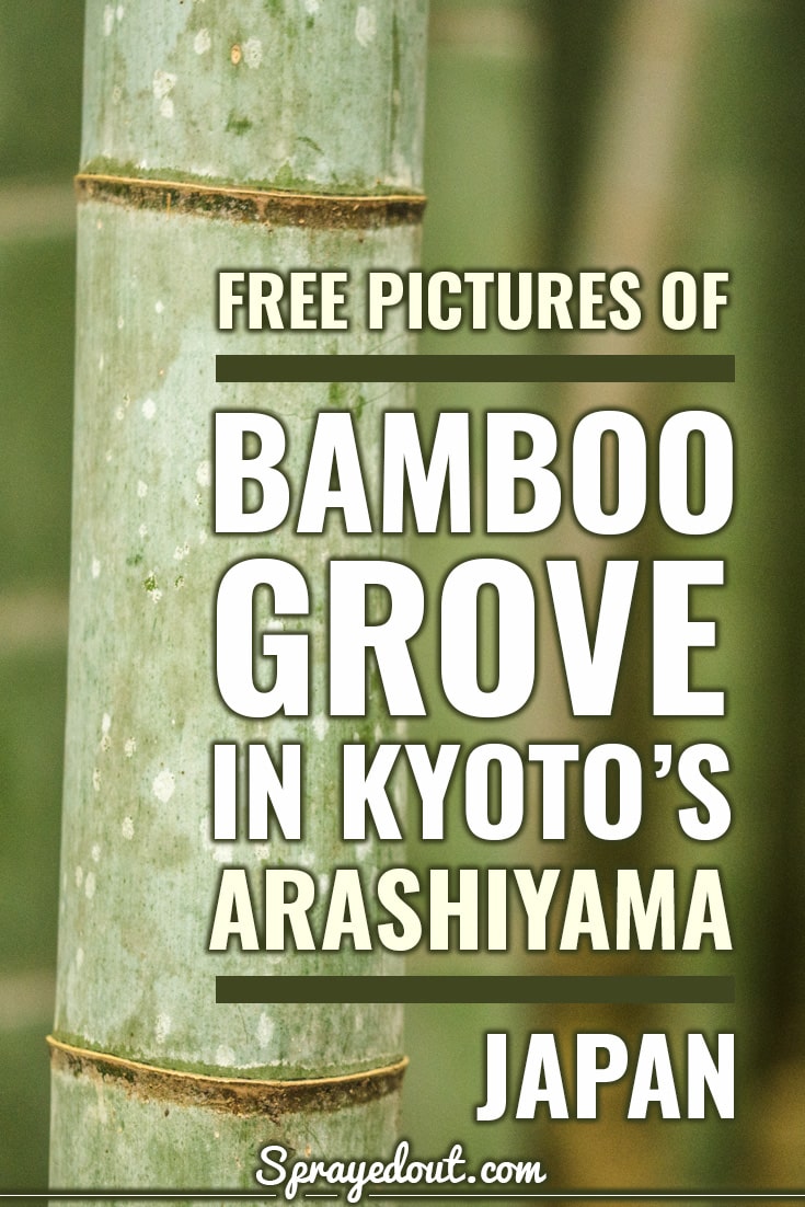 Free Pictures of Bamboo Grove in Kyoto's Arashiyama.