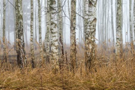 Birch-Trees in a forest on a foggy day in winter.
