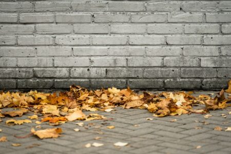 Fallen Leaves on a Sidewalk, free picture for your blog or web article.