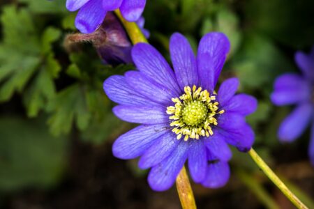 Anemone Blanda Purple Flower Closeup