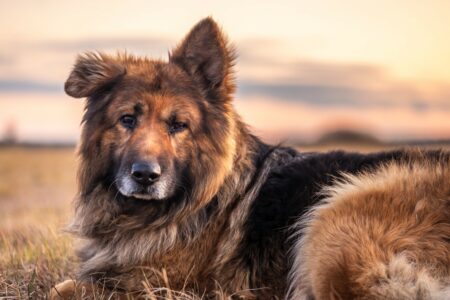 German Shepherd Dog: Portrait at Sunset