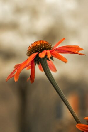 Echinacea Coneflower picture. A closeup image of this orange/red beautiful blooming flower.