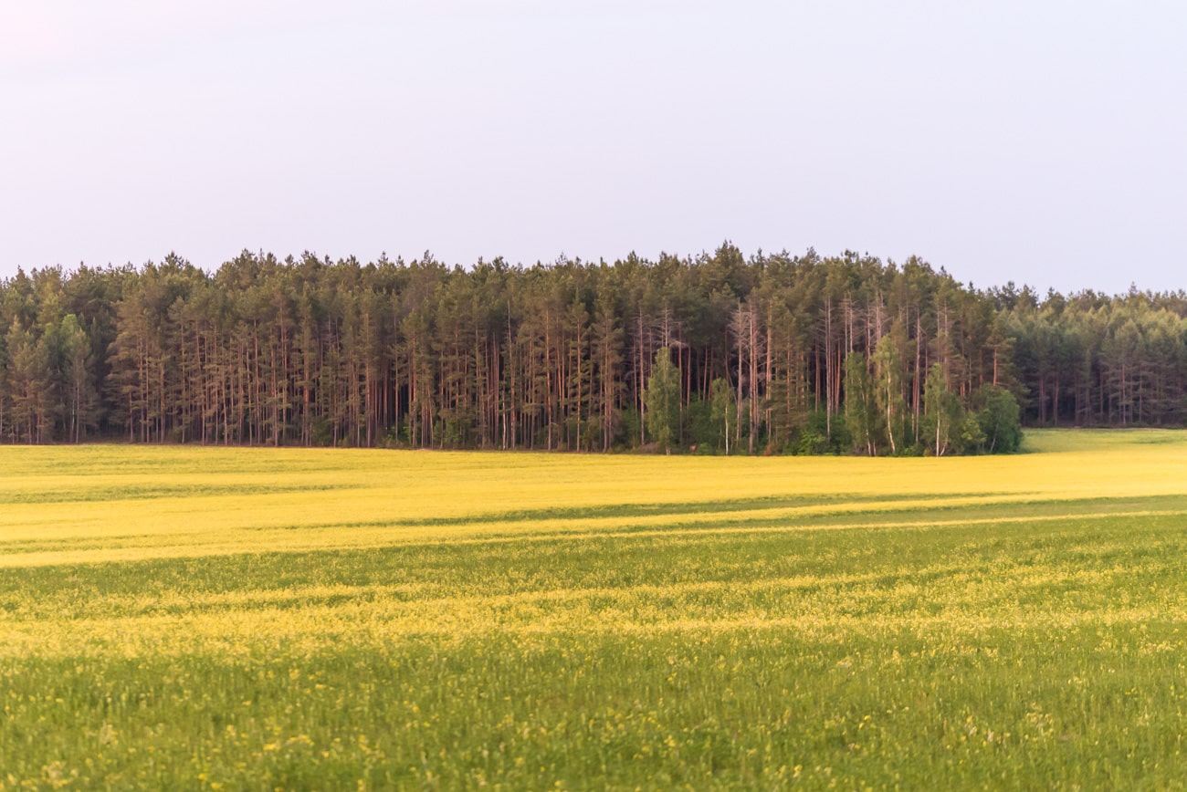 Forest on a sunny day surrounded by green.golden fields. Sunny, summer nature landscape.