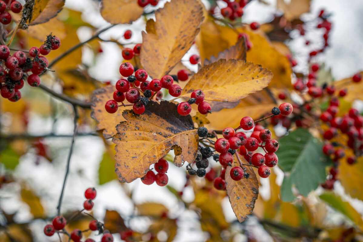 Common Whitebeam tree with red berries and yellow autumn leaves, captured up close.