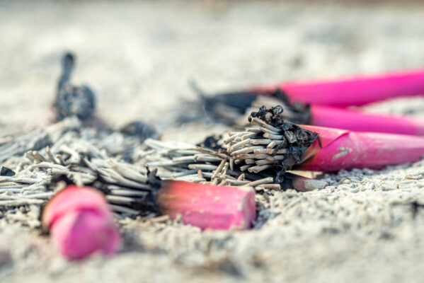 Close-up macro photograph of pink osenkō (incense sticks) burnt down to ash in the offering brazier at Zōjō-ji Buddhist Temple, Tokyo, Japan.