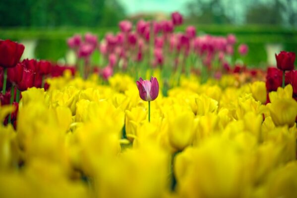 Purple tulip among bright yellow tulips in the Royal Castle Gardens, Warsaw, Poland - Free spring flower photo for bloggers.
