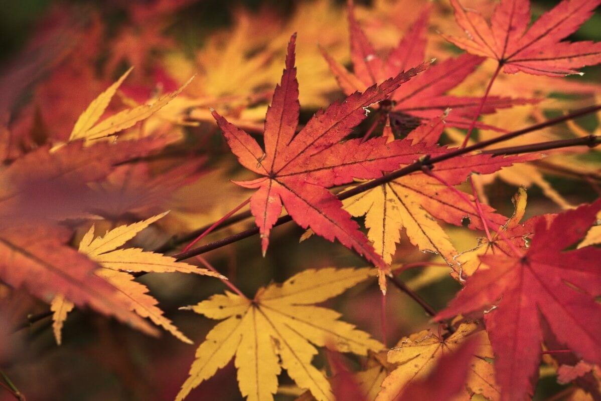 Red, orange and yellow Japanese maple leaves on thin branches during autumn in Kawasaki, Japan.