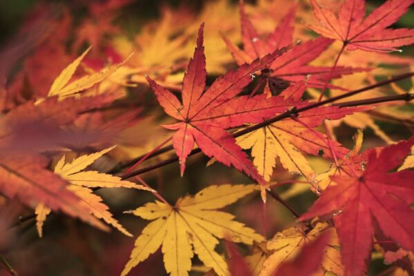 Red, orange and yellow Japanese maple leaves on thin branches during autumn in Kawasaki, Japan.
