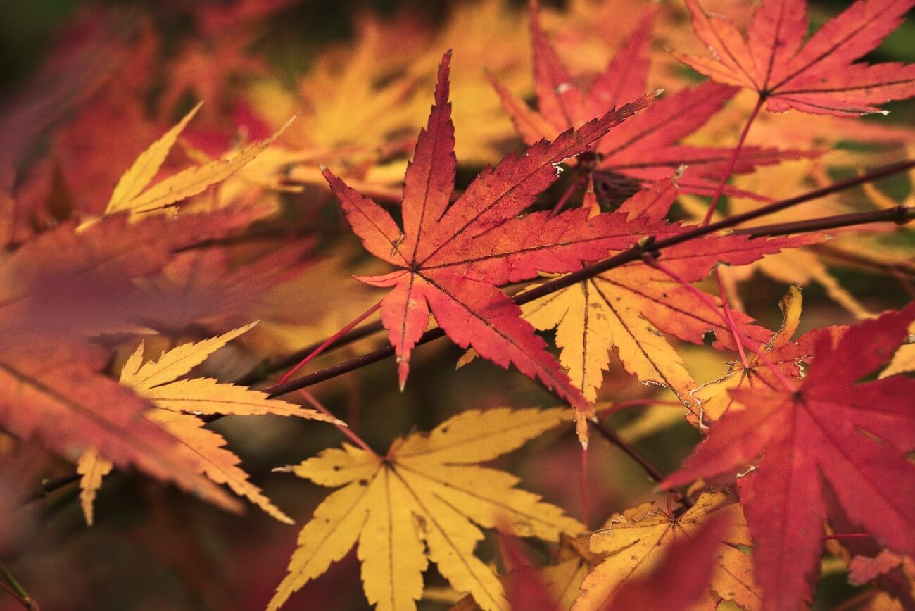 Red, orange and yellow Japanese maple leaves on thin branches during autumn in Kawasaki, Japan.
